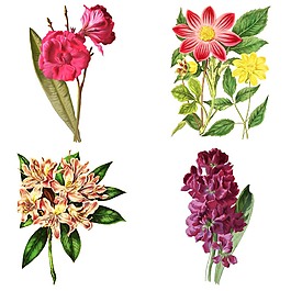 手繪艷麗花朵植物插畫