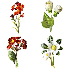 時(shí)尚手繪花朵插畫