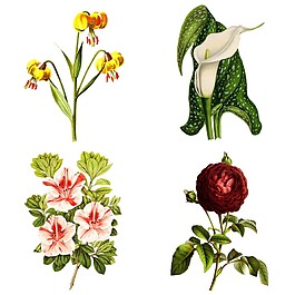 復(fù)古手繪花朵插畫(huà)