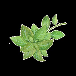 綠色葉子卡通蔬菜廚房透明素材