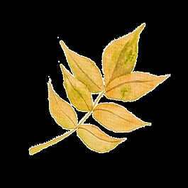 秋天枯葉透明裝飾素材