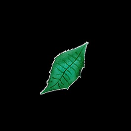 綠葉透明素材