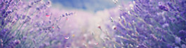 唯美紫色花海banner背景素材
