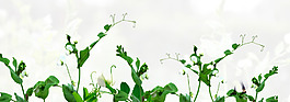 清新綠色植物banner背景素材