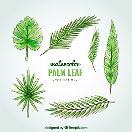 水彩棕櫚葉收集