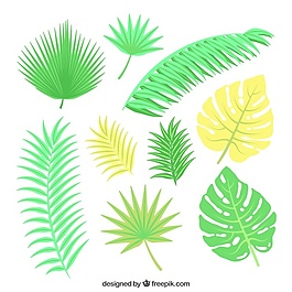 棕櫚樹(shù)的葉子收集