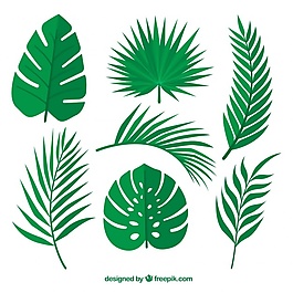 棕櫚樹的綠葉