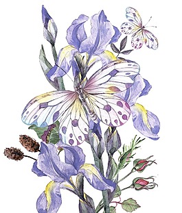 水彩繪美麗的蝴蝶花朵