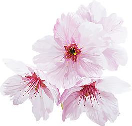 盛開的桃花png元素素材