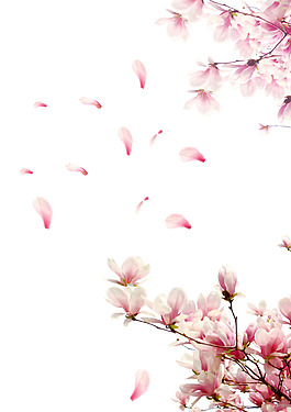 三月飛舞桃花花瓣png元素素材