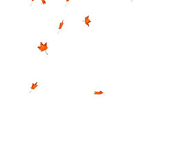 不斷飄落的楓葉動(dòng)態(tài)視頻素材