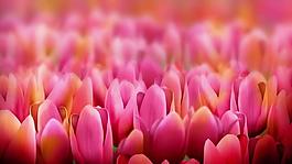 粉红粒子花海生长视频素材