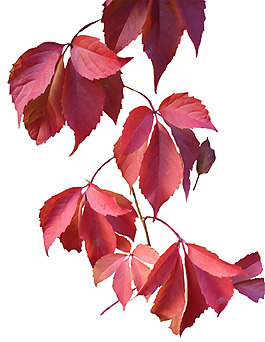 紅色葉子圖片免摳png透明素材