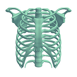 藍色3d胸腔肋骨免摳png透明素材