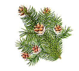 松樹和松果png元素素材