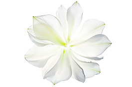 白色透明花朵png元素素材
