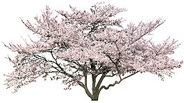 一颗樱花树png元素素材