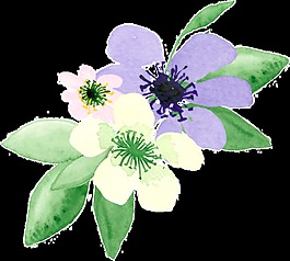 手繪花朵透明素材