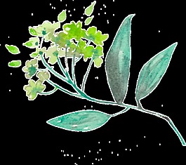 春季清新植物透明裝飾素材