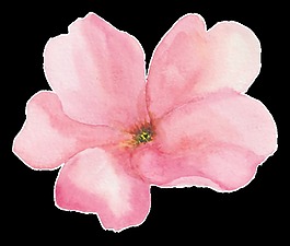 粉色鮮花透明裝飾素材
