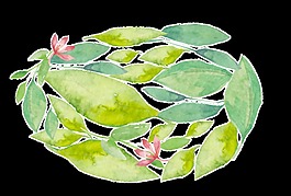 清新绿色植物透明装饰素材