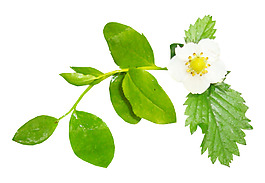 小清新綠葉花朵元素