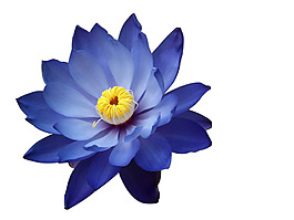 藍色漸變花朵元素