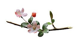 一枝桃花png元素素材