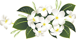 綠葉白花png元素素材
