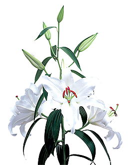 百合花插畫(huà)