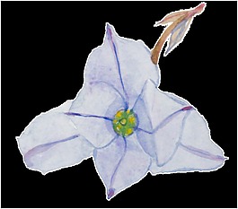 紫色手繪小花水彩透明素材