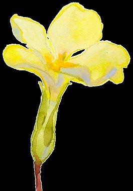 黃色手繪鮮花水彩透明素材