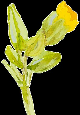 黃色卡通小花水彩透明素材