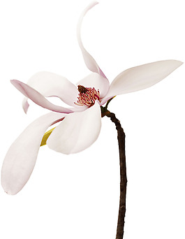 簡(jiǎn)約白色花朵元素