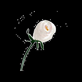 白色水彩手绘花朵透明素材