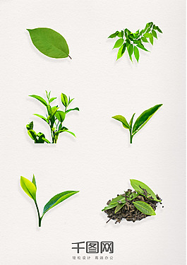 綠色葉子茶葉綠茶葉圖案元素