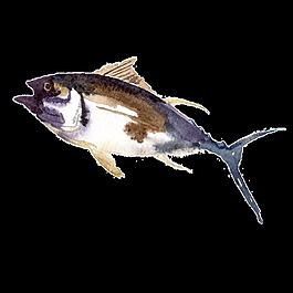 黑色水彩手繪魚透明素材
