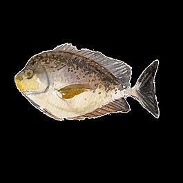 灰色水彩手繪魚透明素材