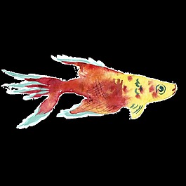 黃紅色魚水彩手繪透明素材