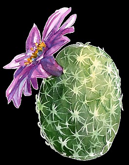 紫色花朵仙人球水彩手绘透明素材