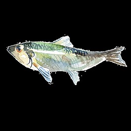 水彩手繪魚透明素材