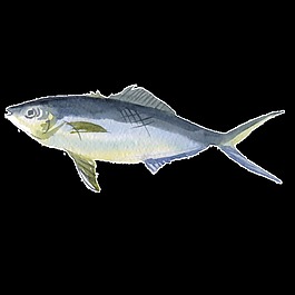 灰色水彩手繪魚透明素材