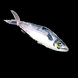 灰色水彩手繪魚透明素材
