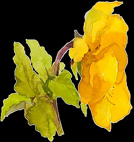 黃色涂鴉花卉透明素材