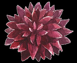 紅色帶刺花卉透明素材
