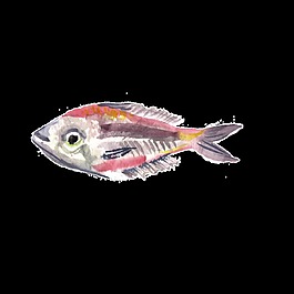 彩色水彩手繪魚透明素材