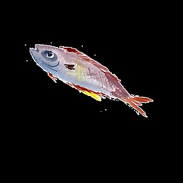 彩色水彩手繪魚透明素材