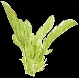 綠色水彩植物透明素材