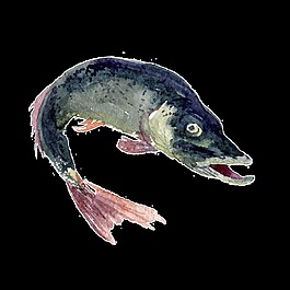 灰黑色水彩手繪魚透明素材