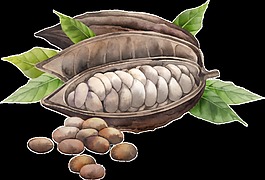 農(nóng)作物可口食物透明素材